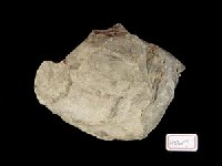 藏品(菊石化石)的圖片